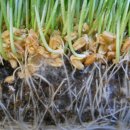 근권의 균근(균 뿌리, Mycorrhizal Fungi)을 죽이지 마라! 이미지