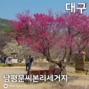 남평버스정류장 | [대구/달성군] 홍매화 명소 남평문씨본리세거지 방문 후기