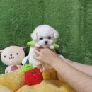 광주강아지분양 고양이분양 펫왕국 네이버블로그
