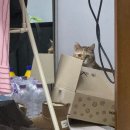 감탄 떡볶이 삼천점 | 11월 넷째 주와 마지막 주 ㅣ 맛도리들과 덕질을 곁들인 알찬 2주