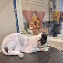 복기애견 이미지