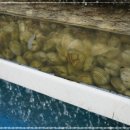 조개일번지 이미지