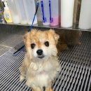 펫살롱모우 이미지