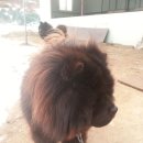 차우