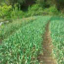 용두산농장 이미지