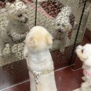핑크 pet 살롱 | 대전애견미용, 가위컷&amp;클리핑 전문 샵 츄펫살롱
