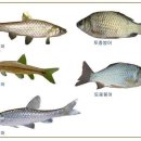 활어회중에 최고는 토종붕어 였다. 이미지