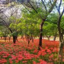 9월23일 월요일 제244차 정기 ⛰️ 전북 고창 선운산(336m)수리봉.천마봉 상사화군락지 🌸 산행(블야100대,산림청100 이미지