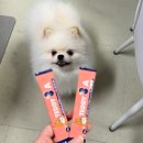 A-8 | 수의사 개발 반려동물 TEDDY8-A 영양제 후기｜강아지·고양이 항산화 &amp; 분리불안 예방 관리