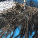 바다&장어 이미지