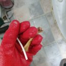 금호동 매화연립아파트 이미지