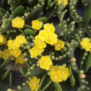 손바닥 선인장과 알낳는 잉어떼 - 오늘의 포토소식 이미지