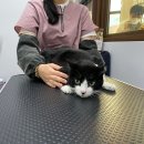 쥬디캣(Judy Cat) 이미지