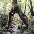 힐링포레 이미지