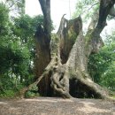 제4차 일본힐링투어 - 츠카사키 녹나무 이미지