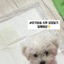 뽀송뽀송강아지미용실 이미지
