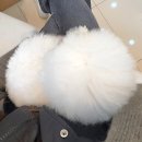 센트럴동물병원 | 대구 센트럴 동물병원 : 암컷 강아지 중성화 후기