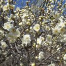 삼아어산 이미지