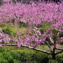 들국화(만수)마을 이미지