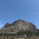 대불농장 | 제주도 산방산 유채꽃 만개 3월 4월 후기 ( + 보문사)