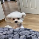 투숑펫살롱 이미지