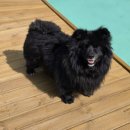 드위트리 풀빌라펜션 & 카라반가든 이미지