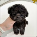 실버메디칼 | 화성강아지분양 실버푸들