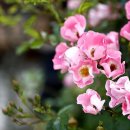 시를 노래하다, 시낭송 이미지