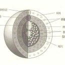 심볼론 타로 배경지식, 융의 원형(페르소나,그림자,아니마와 아니무스,자기) 이미지