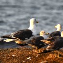 아야진의 큰재갈매기(Slaty-backed gull) 이미지