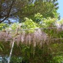 거제장목초교의 등꽃 이미지