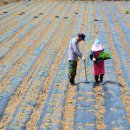 광전1리 이미지