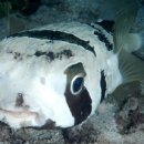 본동복어 이미지