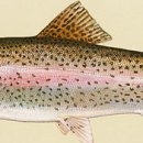 우리송어양식장횟집 이미지