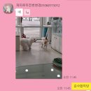 퍼피루미 | 양주 옥정 애견미용 배넷미용 가위컷 잘하는곳 퍼피루미