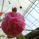장미,핑크색장미.진분홍색의 장미(大花) 이미지