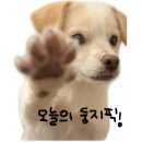 이지헤어 | [내돈내산] 보다나 이지 업 헤어스타일러 후기 | 아침 머리 정리에 딱!