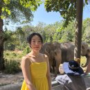 나무그늘 포토타임 | 푸꾸옥 빈펄 사파리 내돈내산 후기 | 꿀팁 | 기린 먹이 주기 체험 | 빈버스 셔틀 시간