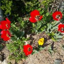 봄꽃들01 - 4월에 무지개전원교회 뜰에 핀 꽃들 이미지