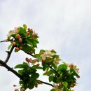 사과꽃향기 이미지