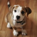 송파데일리동물병원 이미지