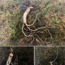 강원산양산삼 이미지
