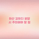 천안강아지분양 우리집퍼피 천안아산본점 (하이도그) | 아산 강아지 분양 시 꼭 알아야 할 주의사항