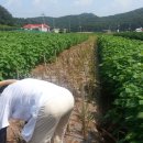 동민농장(1) 이미지