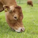 유진축산 이미지