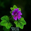 산성시장5 이미지