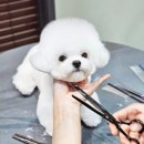 메종VIP203 이미지