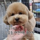 honapet(호나펫) 네이버블로그
