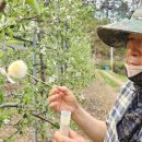 김인수농장 이미지