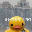머다 Daum카페